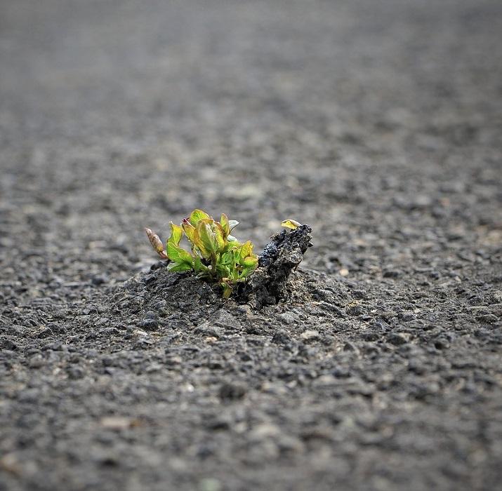 Blume Durchbruch